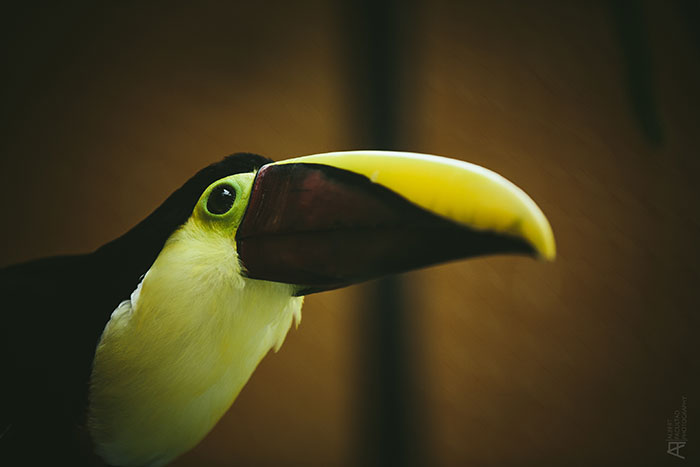 SF Dentist Dental Trip 12